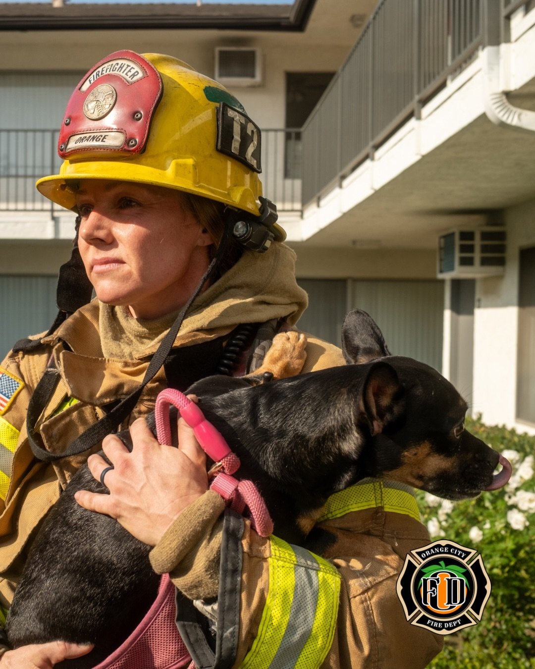 DOG KILLED IN MORNING APARTMENT FIRE - theorangeindependent.com